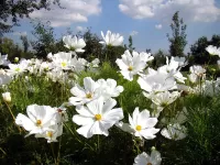 Пазл Белые космеи