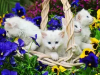 Пазл Белые котята 