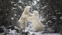 Пазл Белые медведи