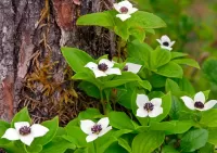 Пазл Белые цветы 