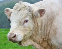 Пазл Белый бык