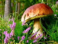 Пазл Белый гриб