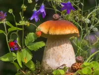 Пазл Белый гриб