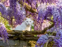 Пазл Белый кот
