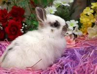 Пазл Белый кролик 