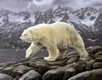 Пазл Белый медведь