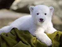 Пазл Белый медвежонок
