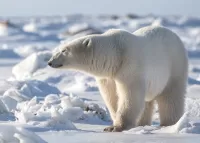 Пазл Белый на белом