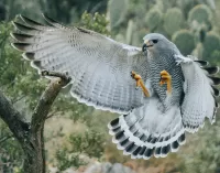 Пазл Ястреб 