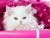 Пазл Белый кот