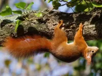 Пазл Белка _акробатка