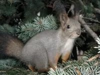 Пазл Белка на ели