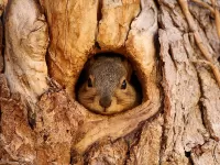 Пазл Белка в дупле