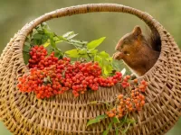 Пазл Белка в корзине