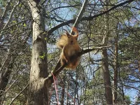 Пазл Белочка