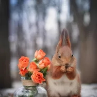 Пазл Белочка и розы