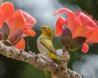 Пазл Белоглазка