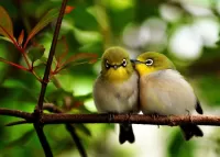 Пазл Белоглазки