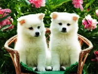 Пазл Белоснежки 