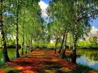 Пазл Березы у пруда