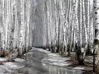 Пазл Березы весной