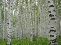 Пазл Березовая роща
