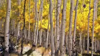 Пазл Березовая роща