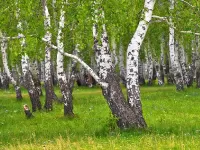 Пазл Берёзы