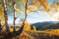 Пазл Берёзы и горы
