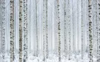 Пазл Берёзовая зима