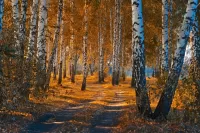 Пазл Берёзовый бор