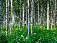 Пазл Берёзовый лес