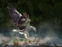 Пазл Бей зеленого змия