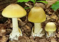 Пазл Бледная поганка