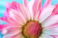 Пазл Близкоцвет