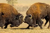 Пазл Бой быков