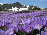 Пазл Болгария весна