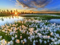 Пазл Болотная пушица