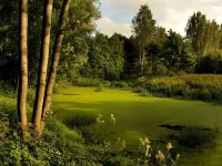 Пазл Болото