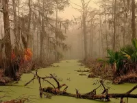 Пазл Болото