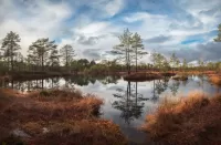 Пазл Болото