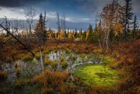 Пазл Болото