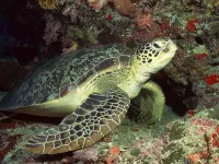 Пазл Большая черепаха