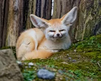 Пазл Большие ушки