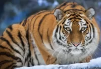 Пазл Большой кот в полосу