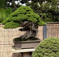 Пазл Бонсай