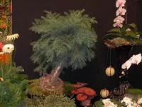 Пазл Бонсай