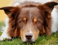 Пазл Бордер колли