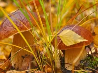 Пазл Боровички