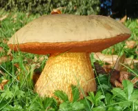 Пазл Дубовик